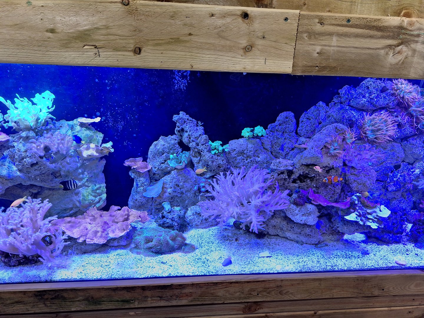 Coral Reef Tank