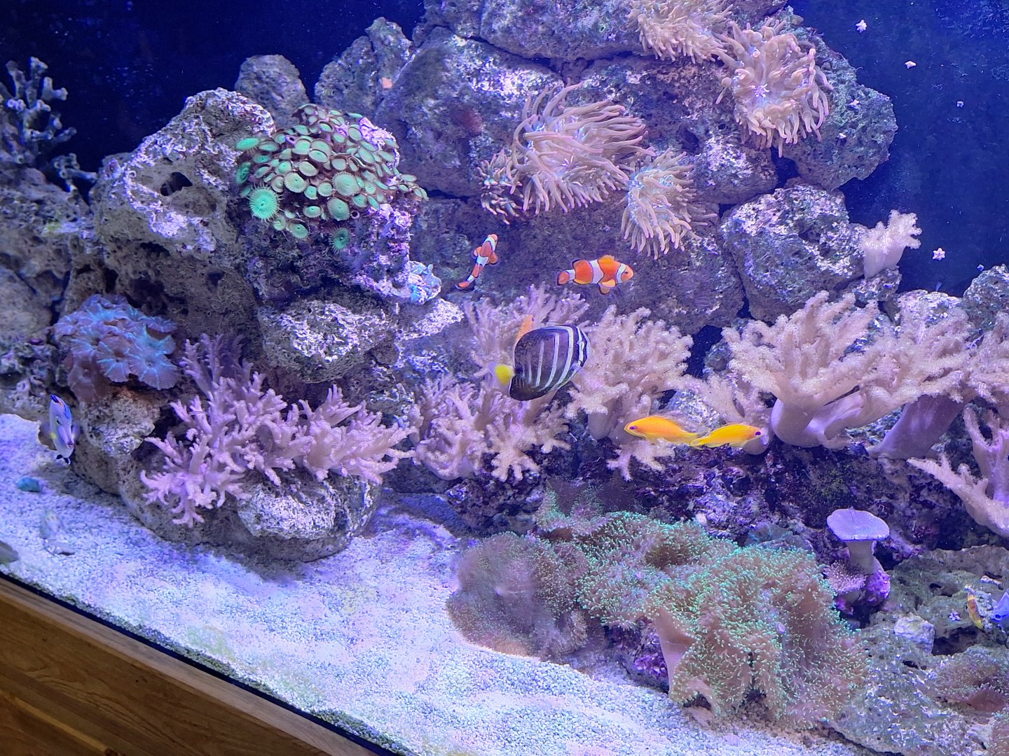 Coral Reef Tank