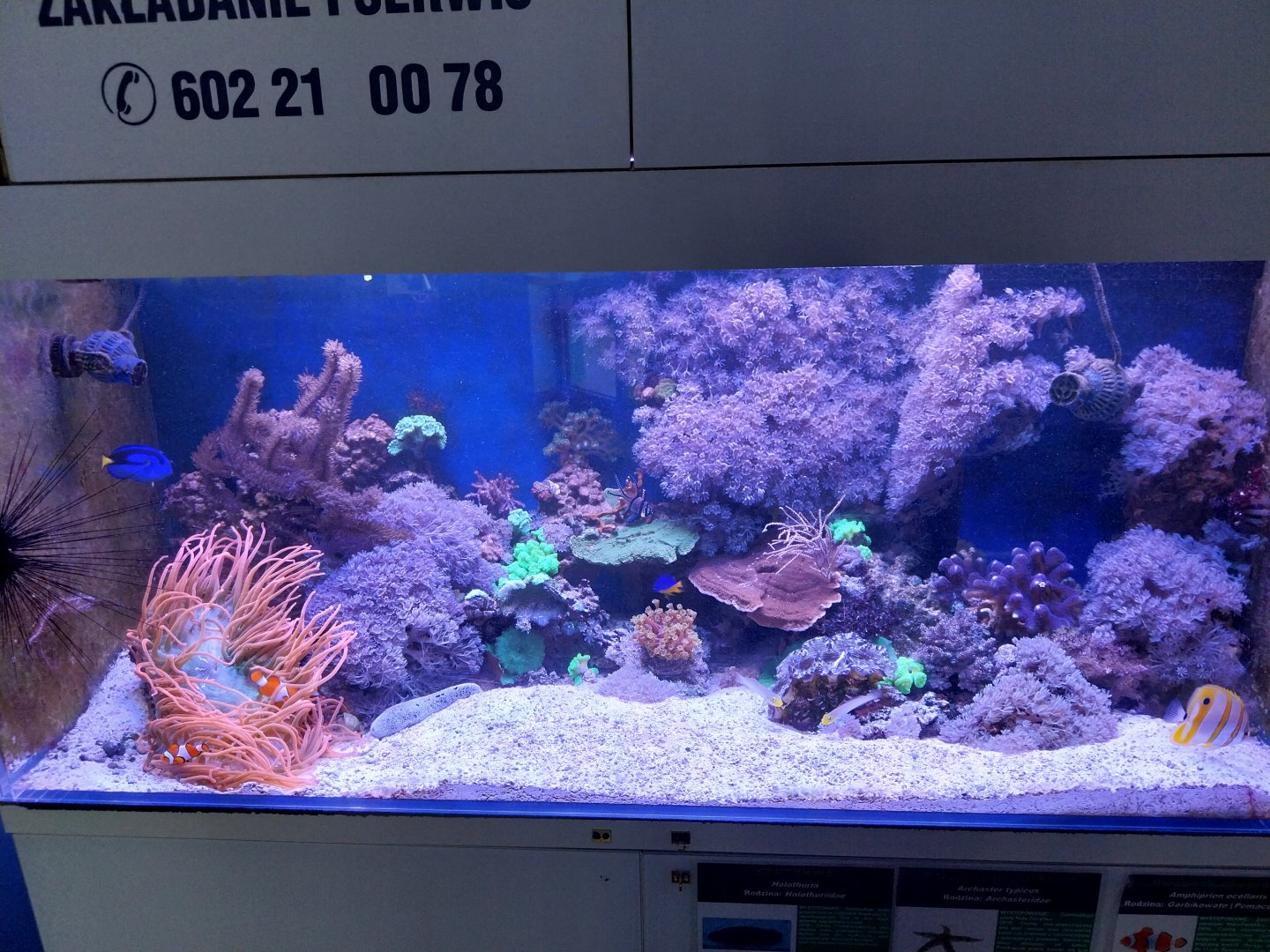Coral reef tank