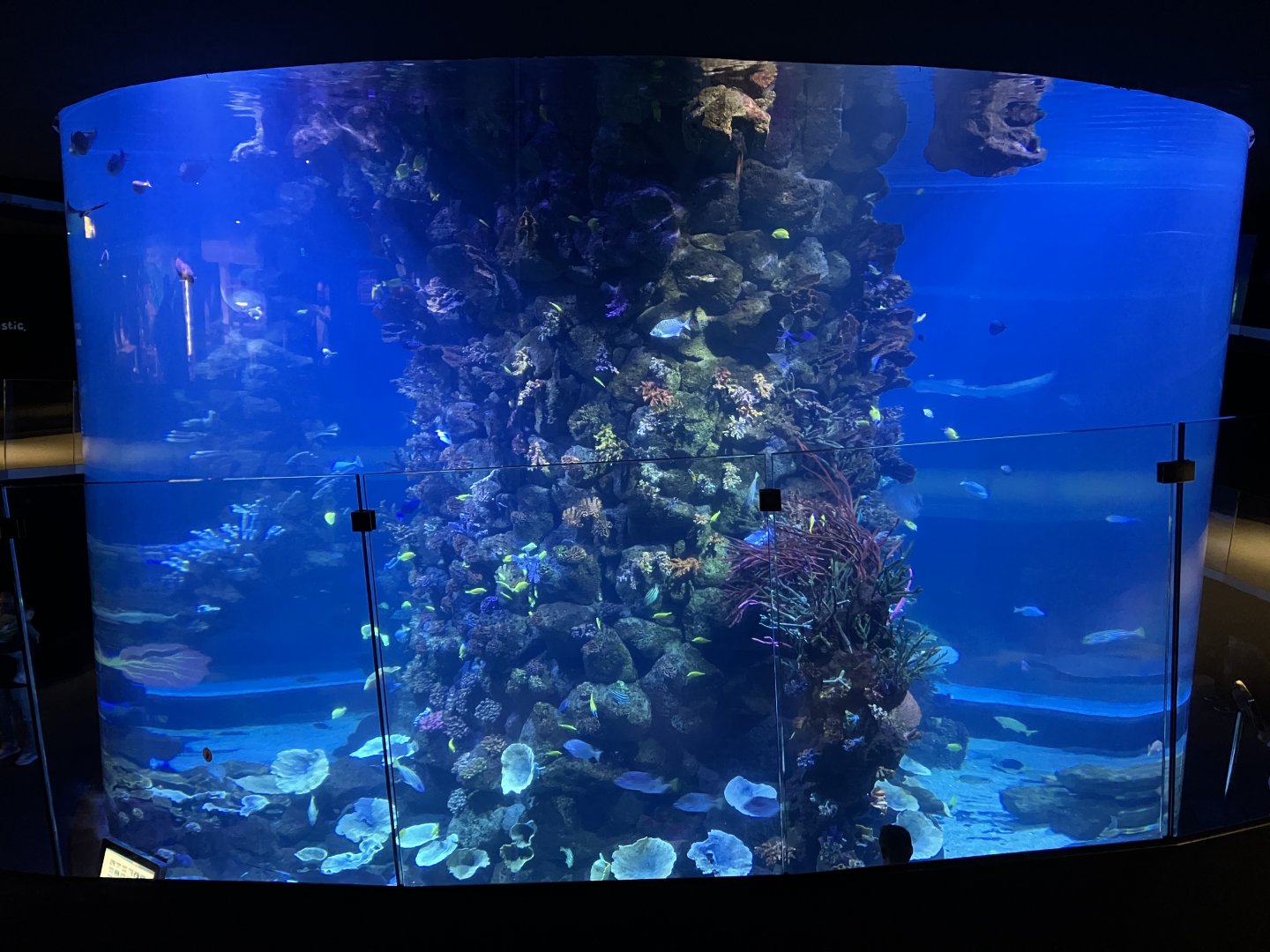 Coral reef tank