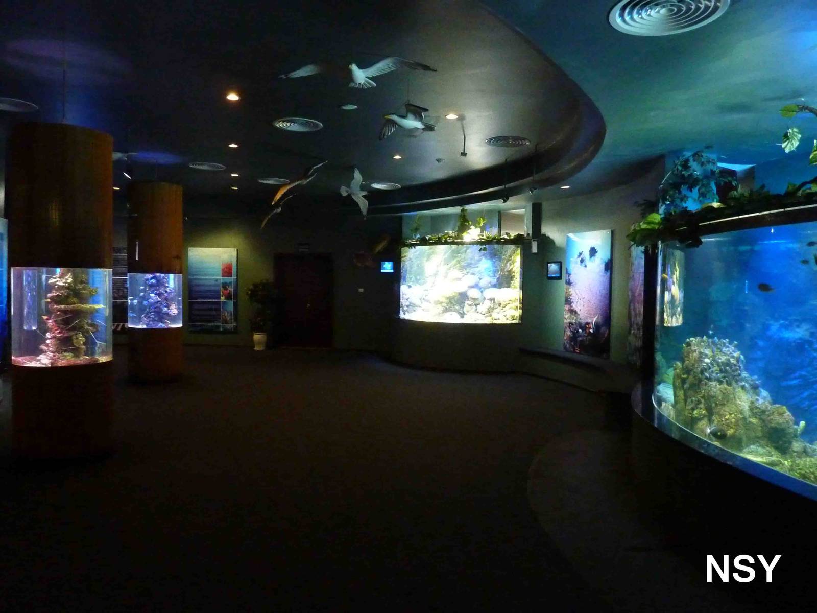 Coral reef tanks, May 2013.