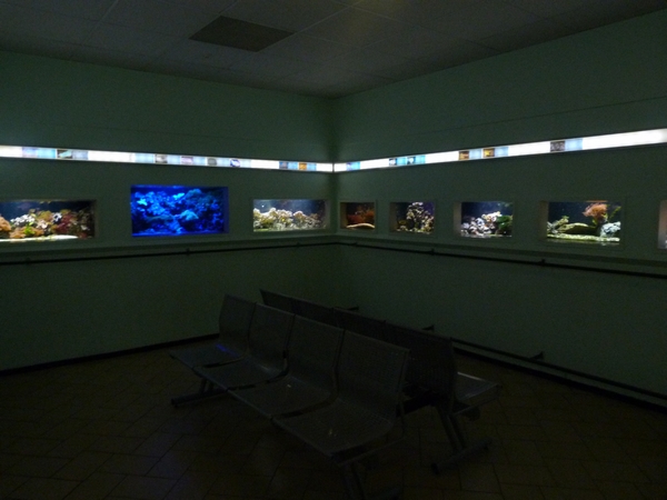 Coral reef tanks