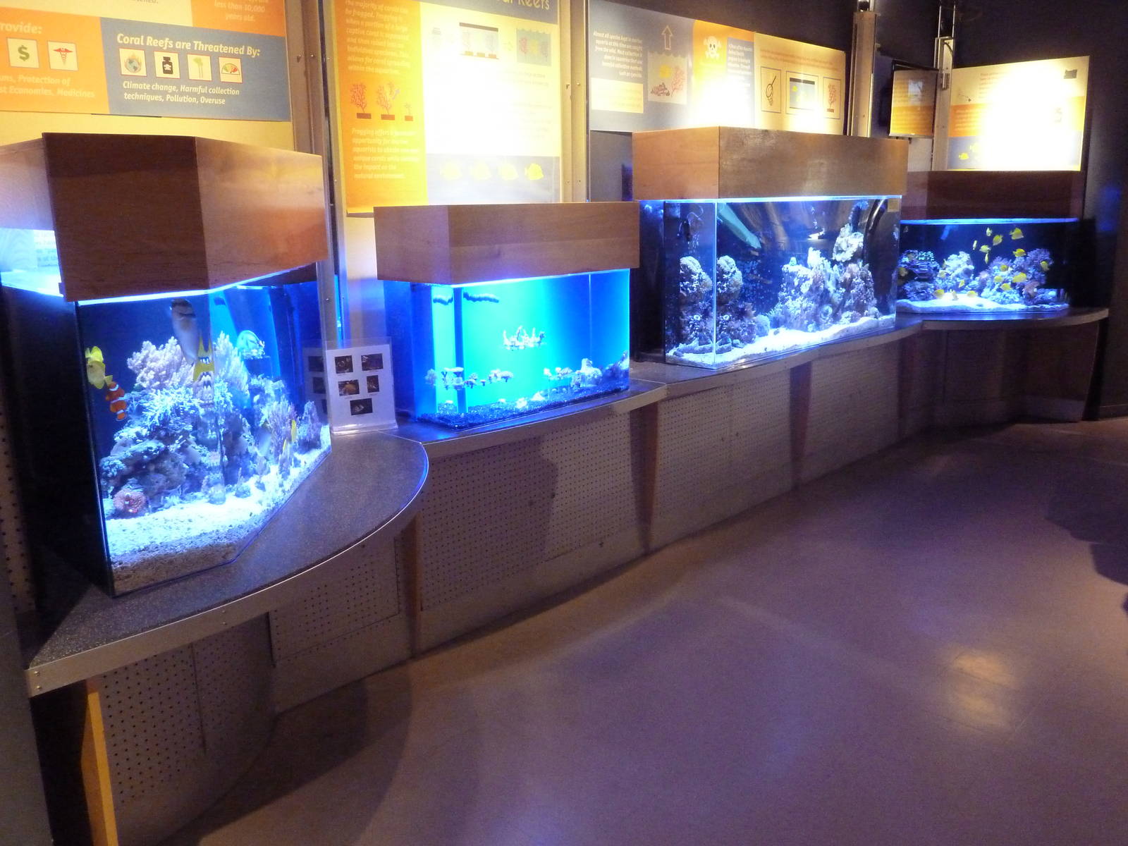Coral Reef Tanks