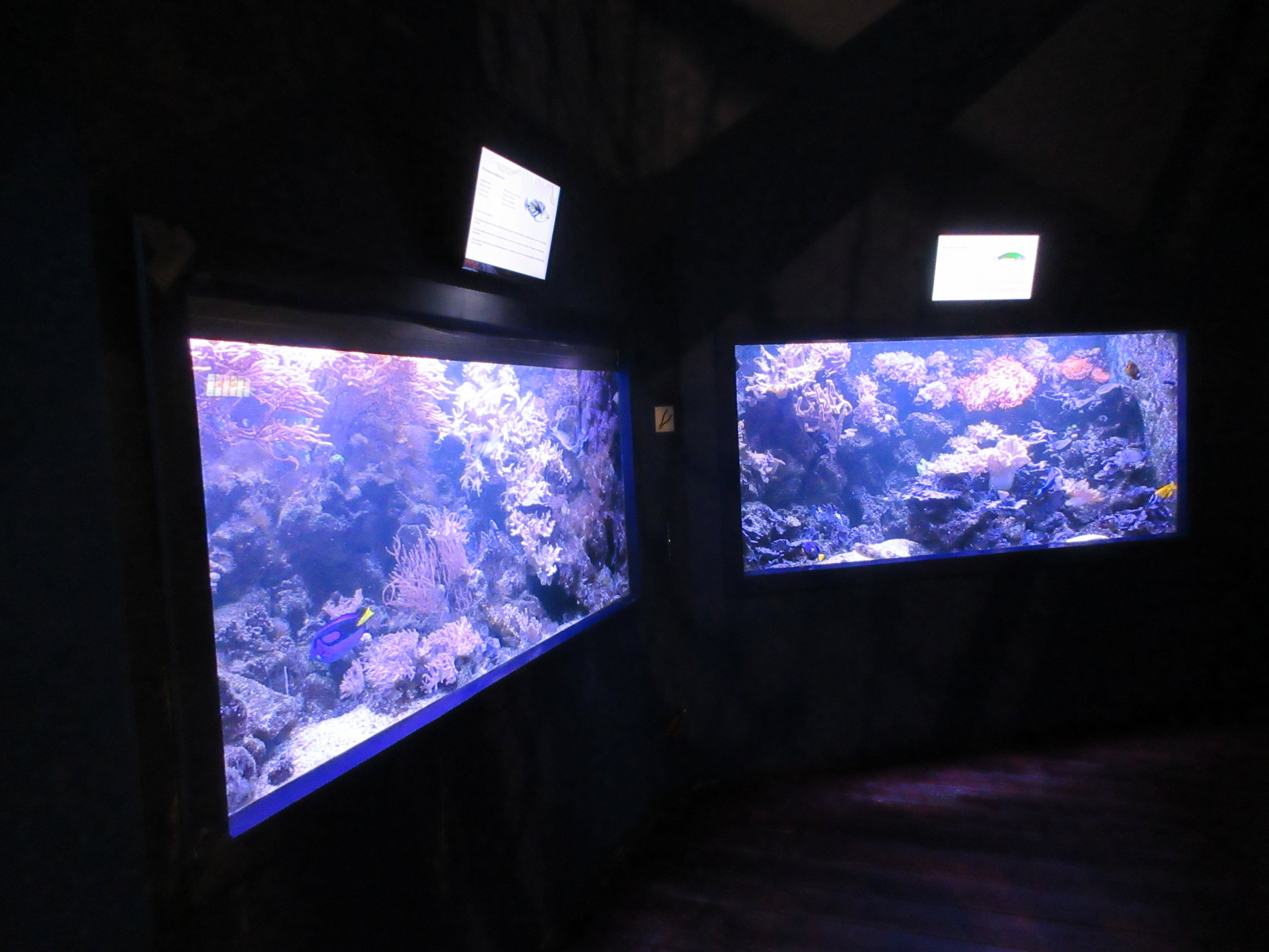 Coral Reef Tanks