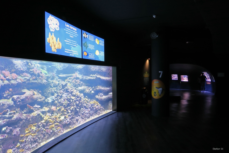 Coral reef tanks