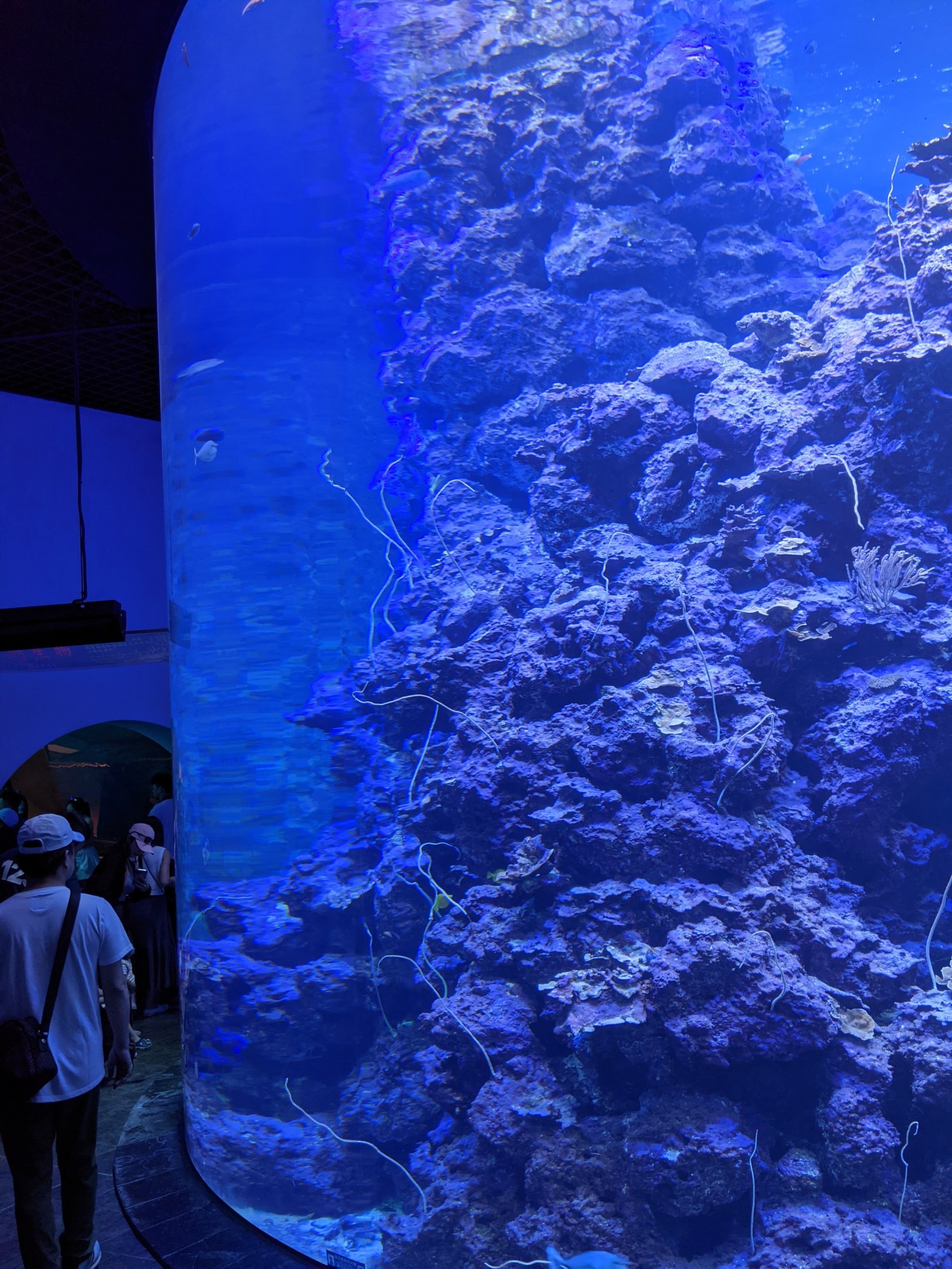 Coral reef tanks