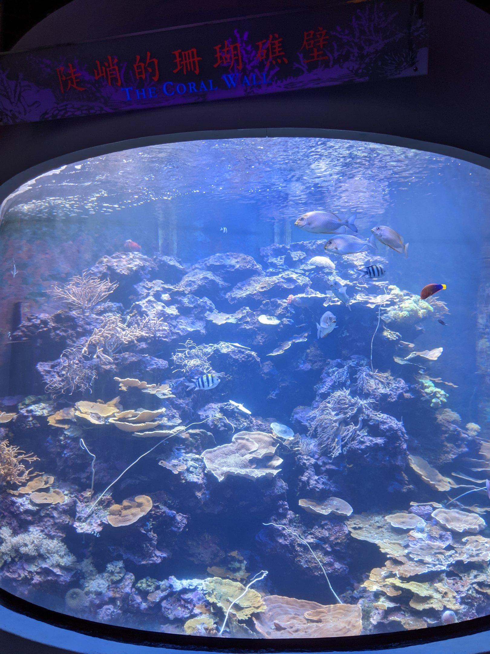 Coral reef tanks