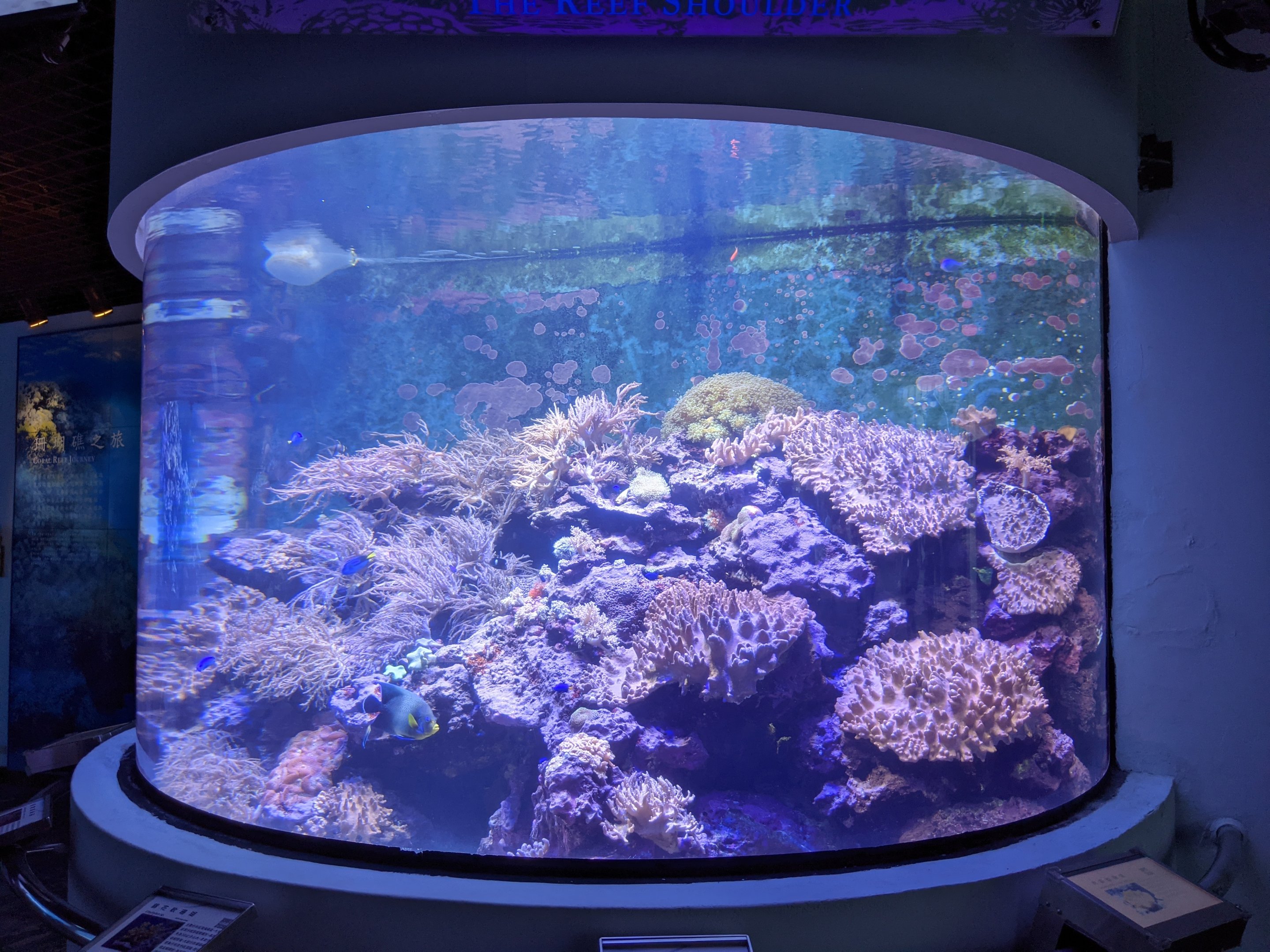 Coral reef tanks