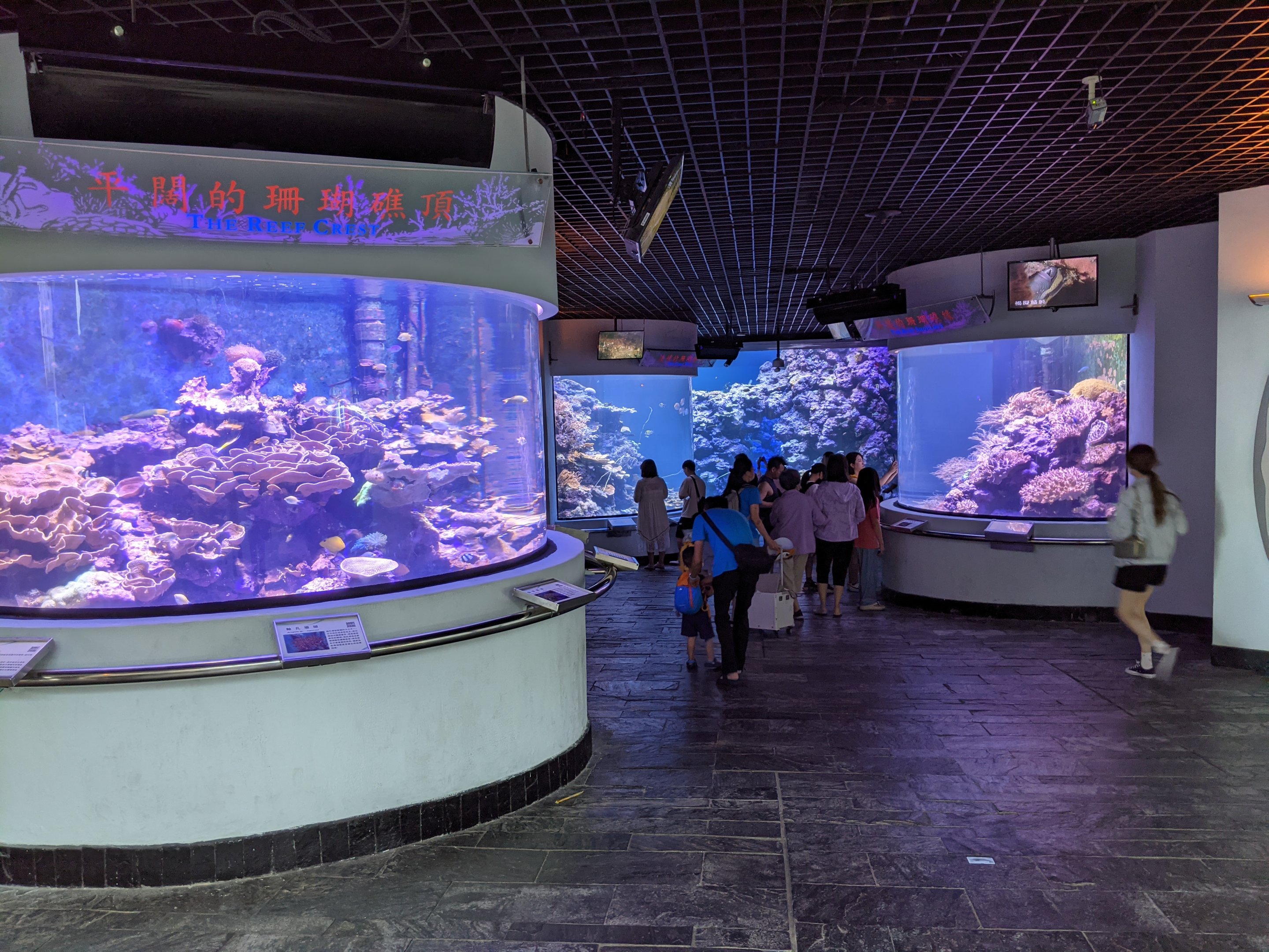 Coral reef tanks