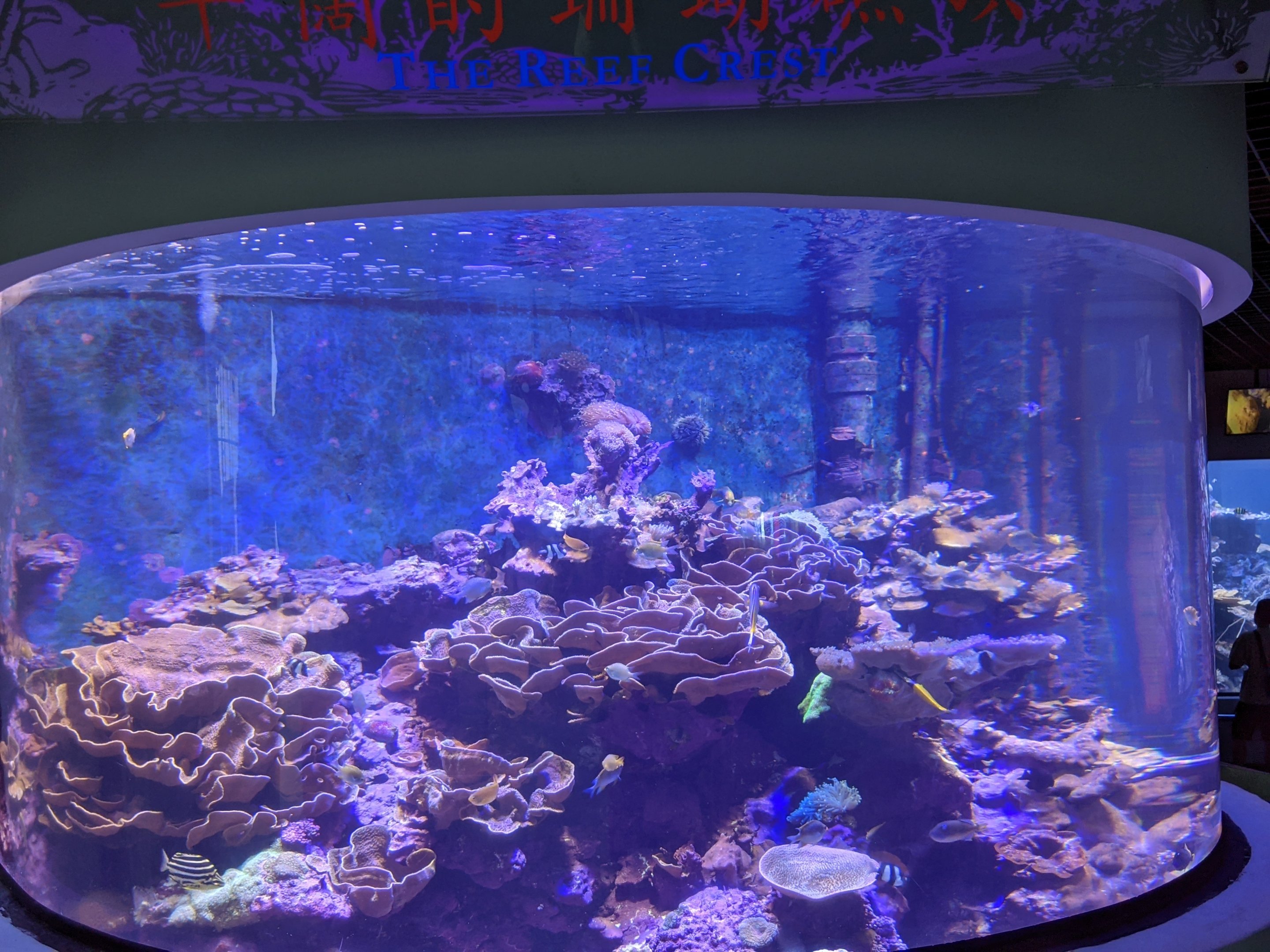 Coral reef tanks