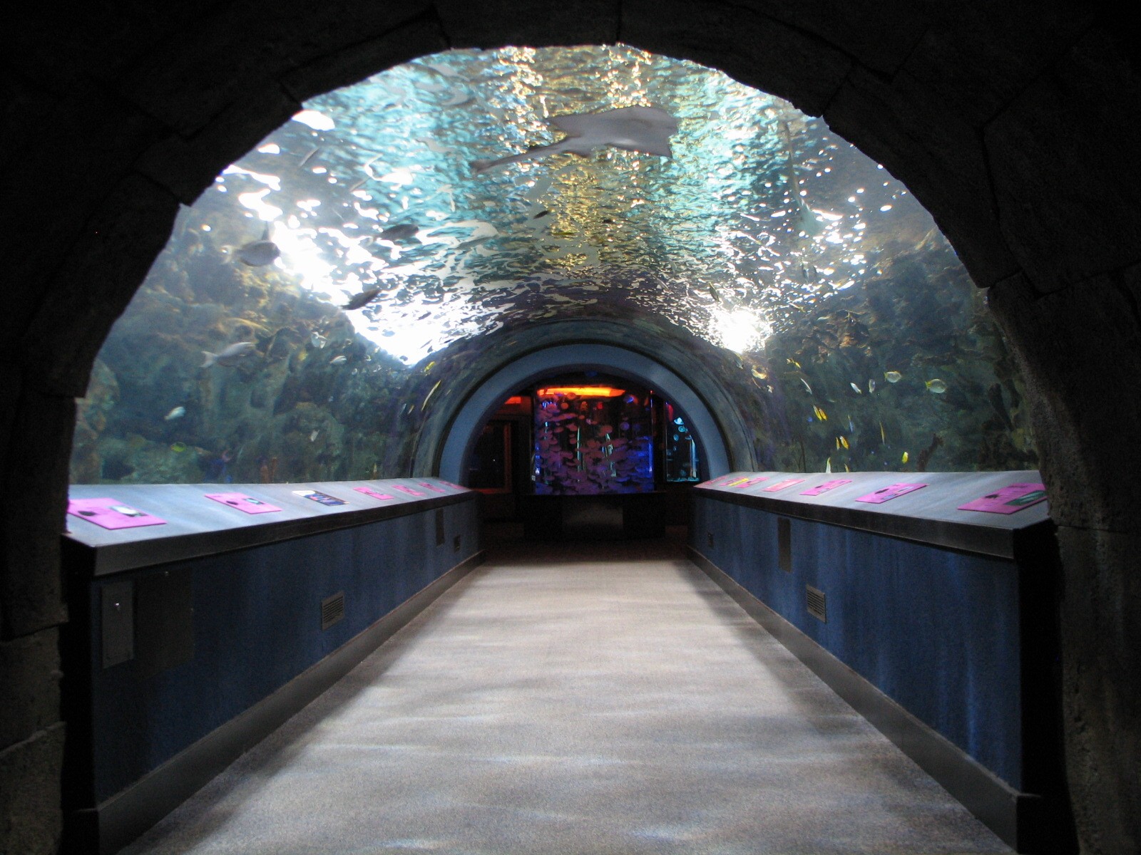 Coral Reef - Tunnel