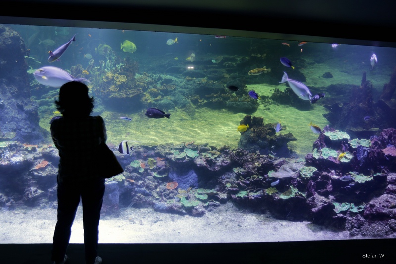 Coral Reef - underwater view