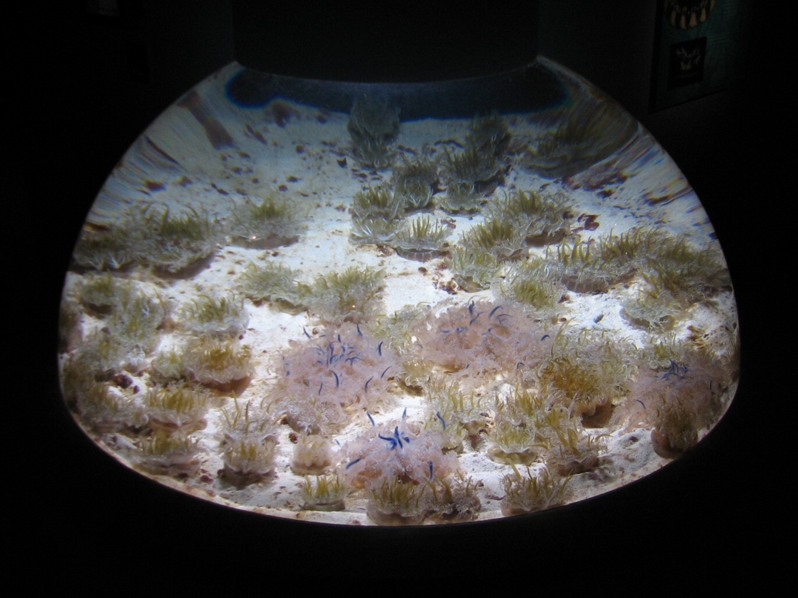 Coral Reef - Upside Down Jellyfish Exhibit