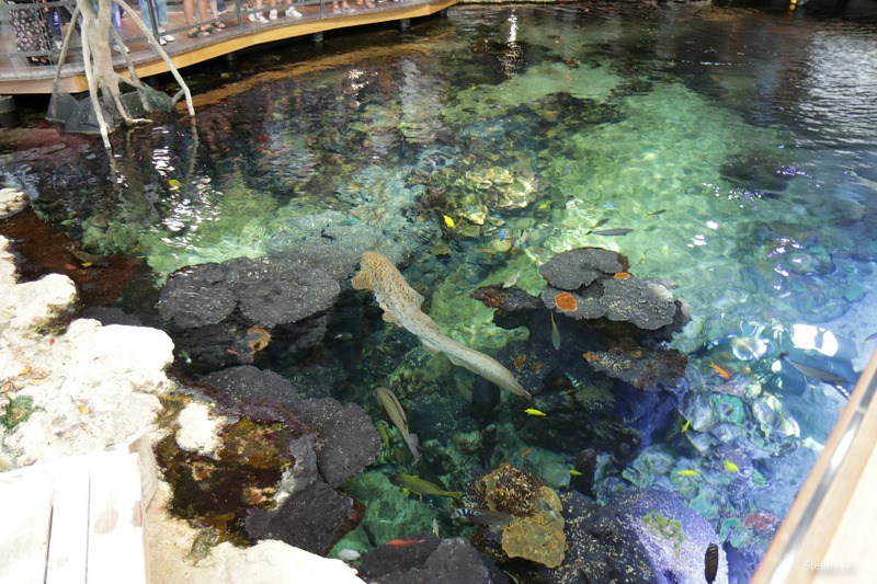 Coral Reef with zebra shark