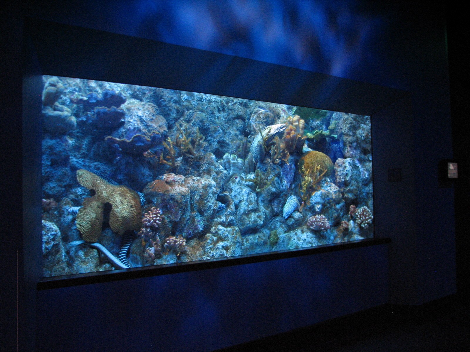 Coral Reef - Zebra Moray, Snowflake Moray, Whitemouth Moray, Laced Moray Ee