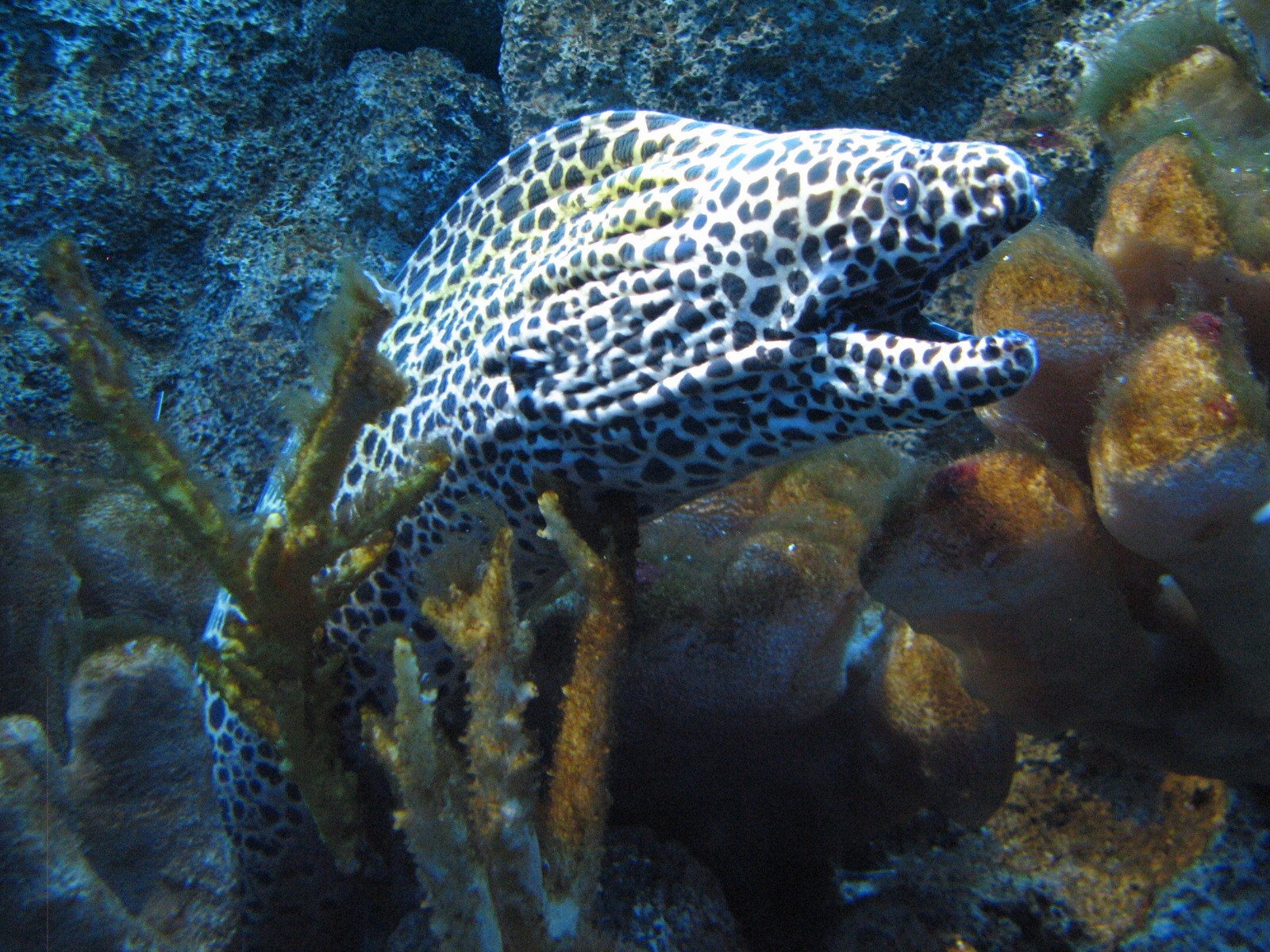 Coral Reef - Zebra Moray, Snowflake Moray, Whitemouth Moray, Laced Moray Ee
