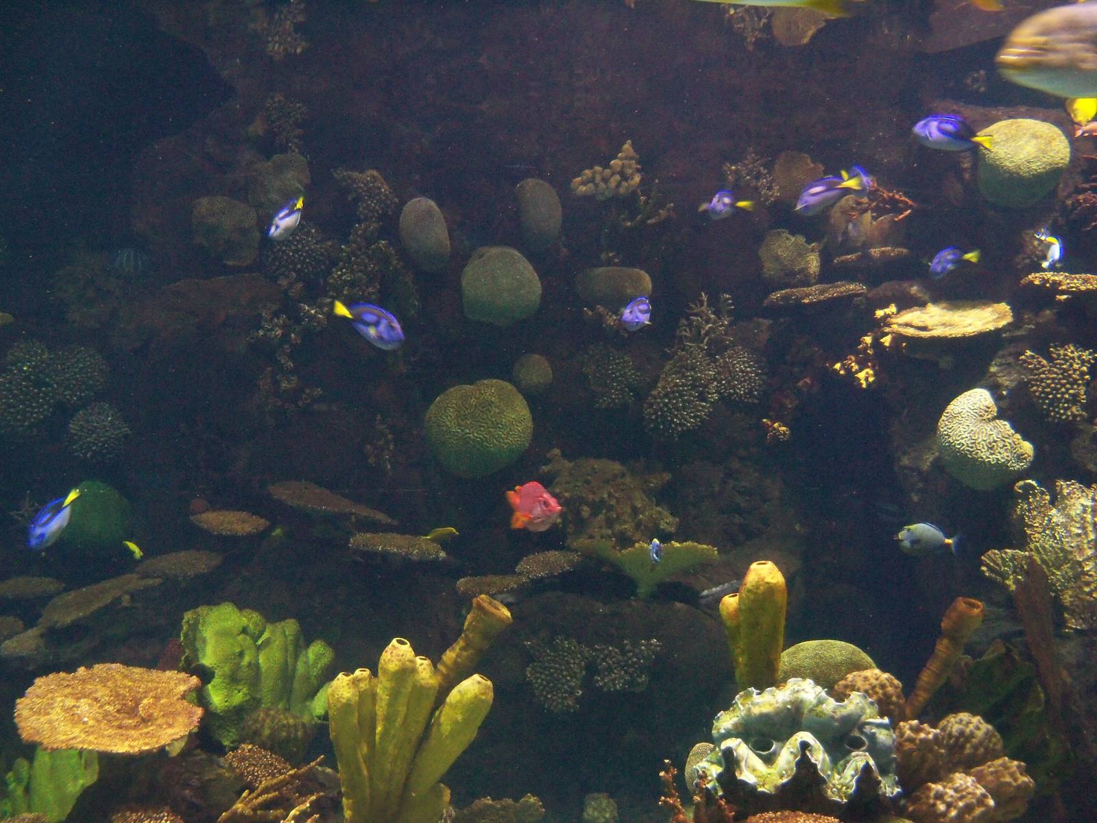 Coral Reef