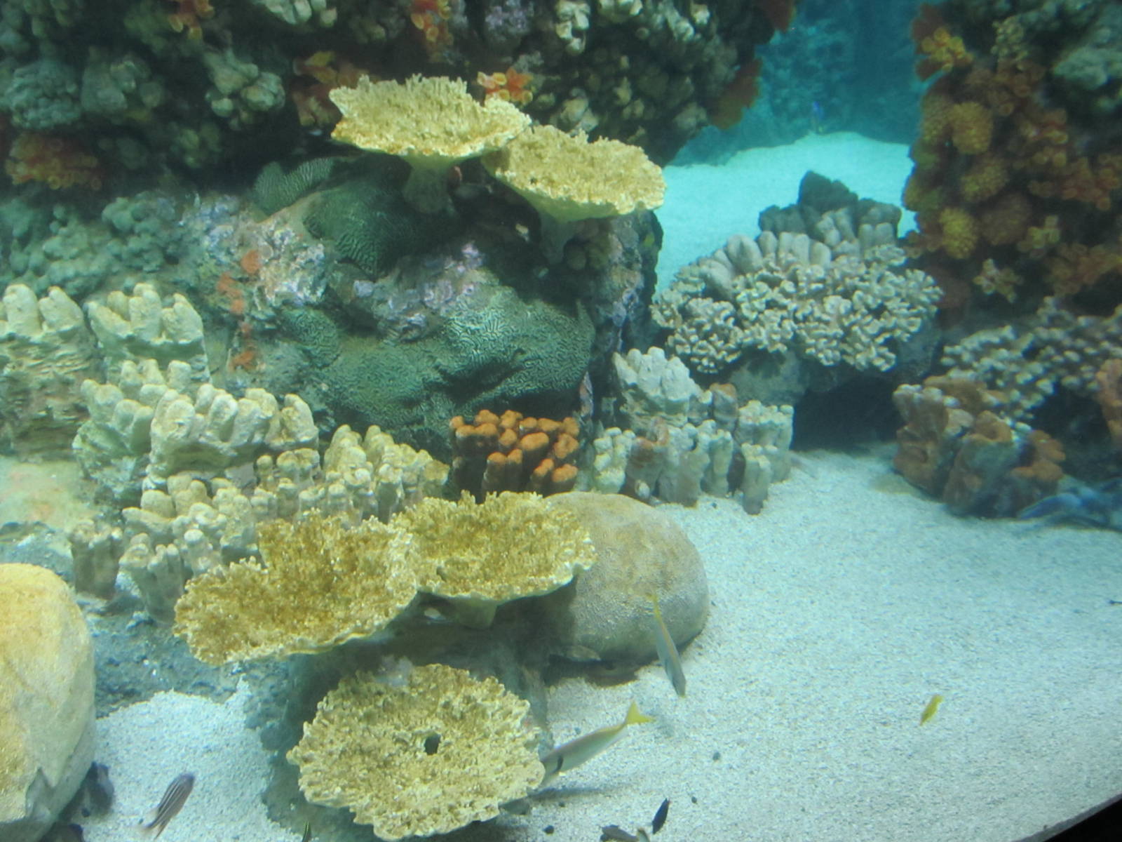 Coral Reef