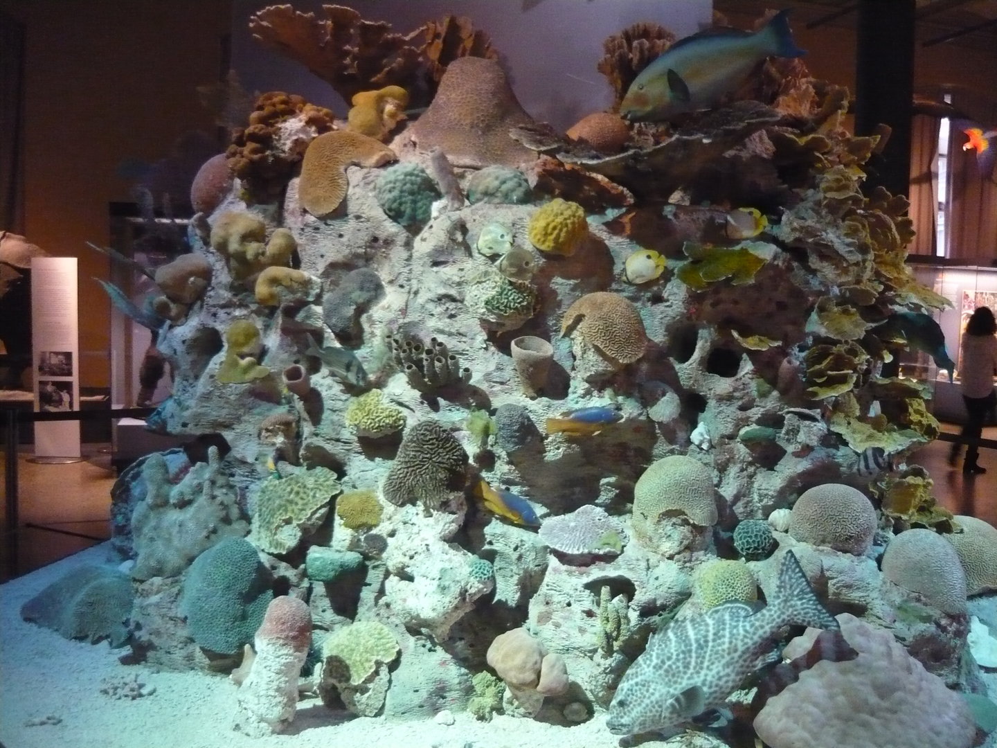 Coral reef
