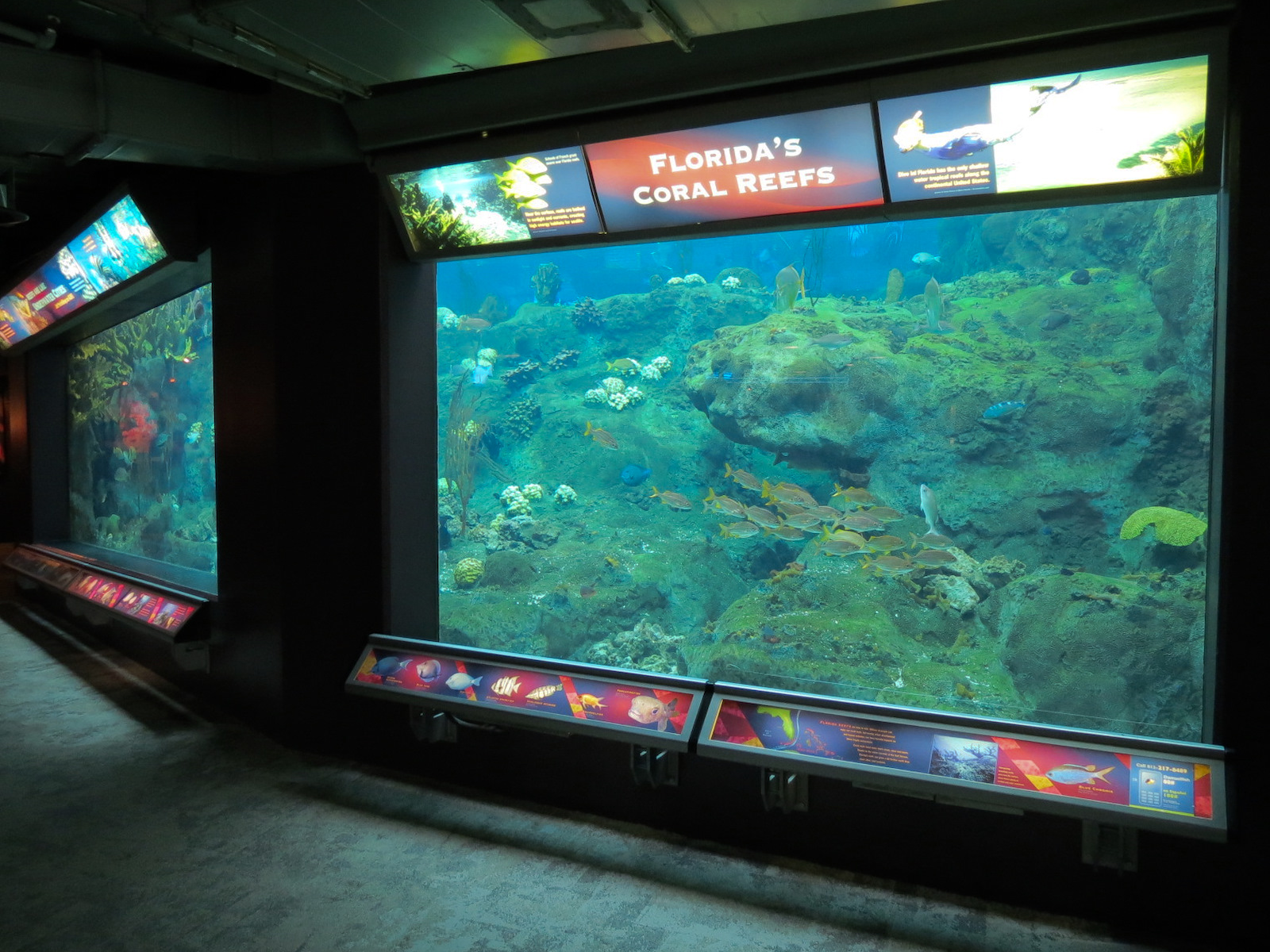 Coral Reefs - 500,000 Gallon Main Exhibit