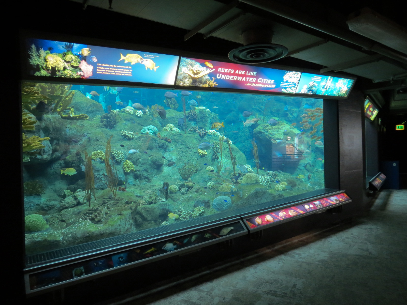 Coral Reefs - 500,000 Gallon Main Exhibit