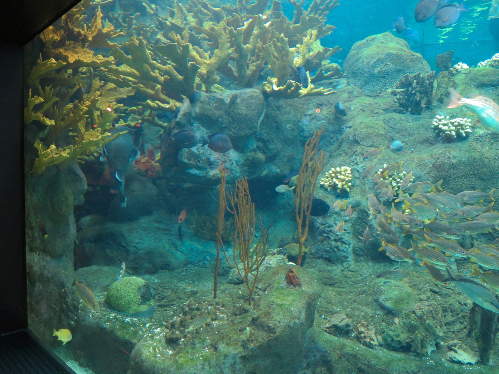Coral Reefs - 500,000 Gallon Main Exhibit