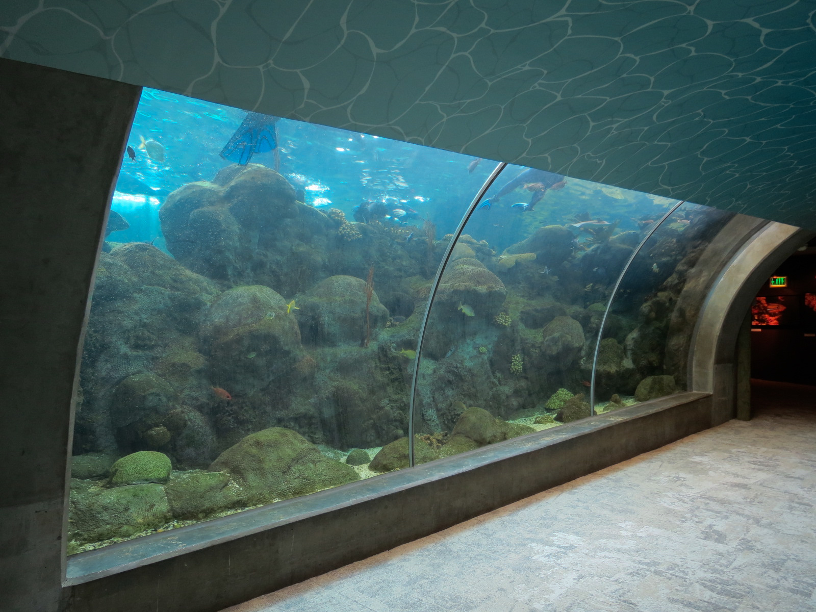 Coral Reefs - 500,000 Gallon Main Exhibit