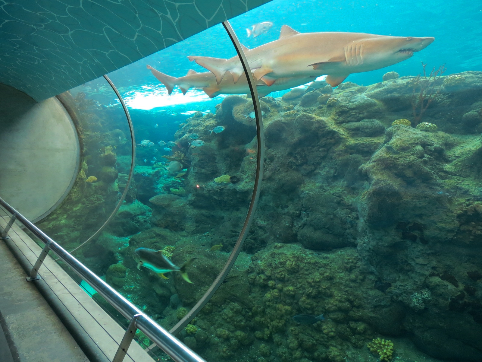 Coral Reefs - 500,000 Gallon Main Exhibit