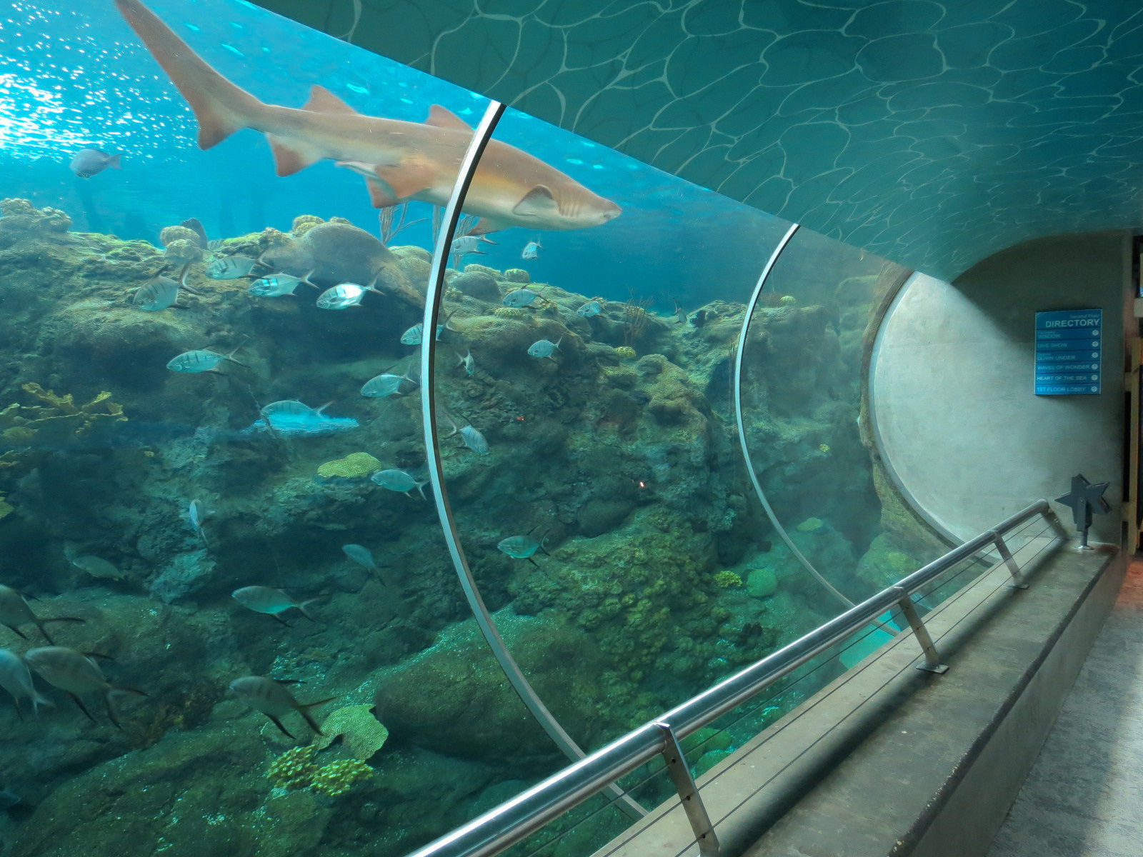 Coral Reefs - 500,000 Gallon Main Exhibit