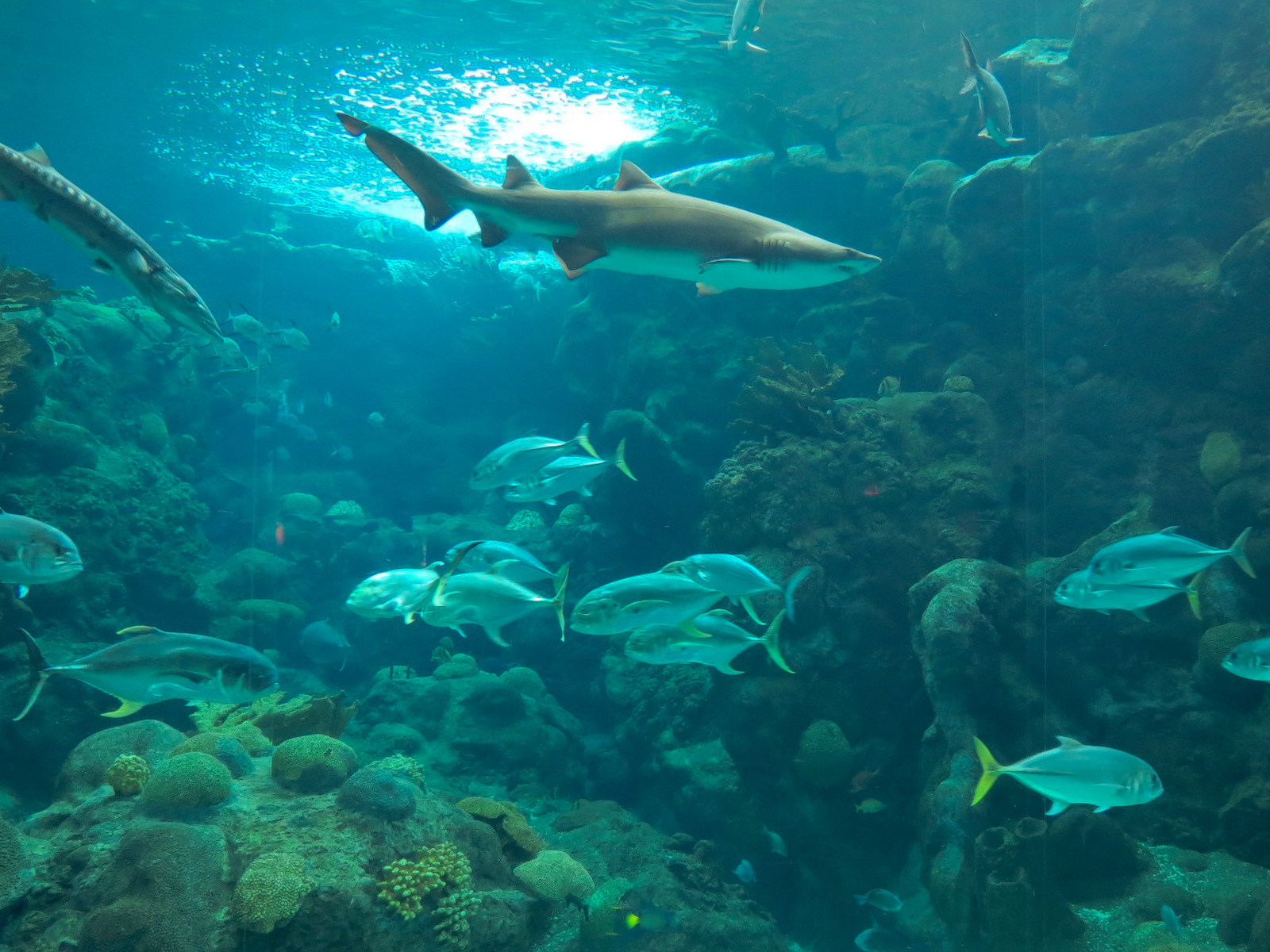 Coral Reefs - 500,000 Gallon Main Exhibit