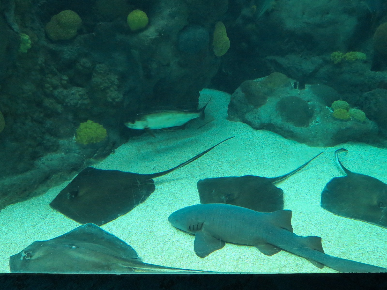 Coral Reefs - 500,000 Gallon Main Exhibit