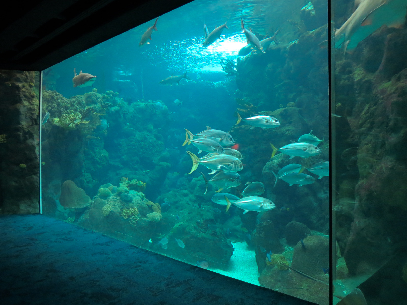 Coral Reefs - 500,000 Gallon Main Exhibit