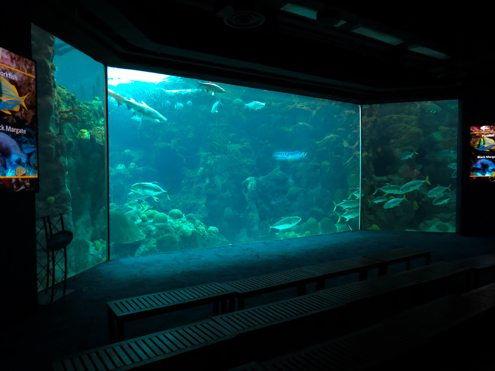 Coral Reefs - 500,000 Gallon Main Exhibit