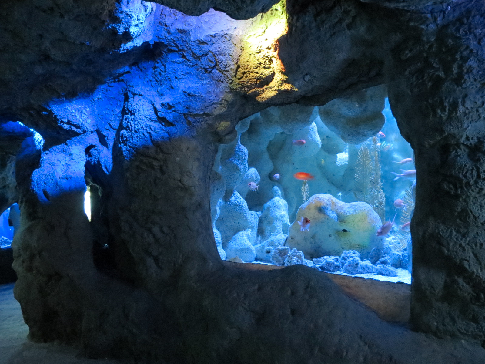 Coral Reefs - Coral Caves Exhibits