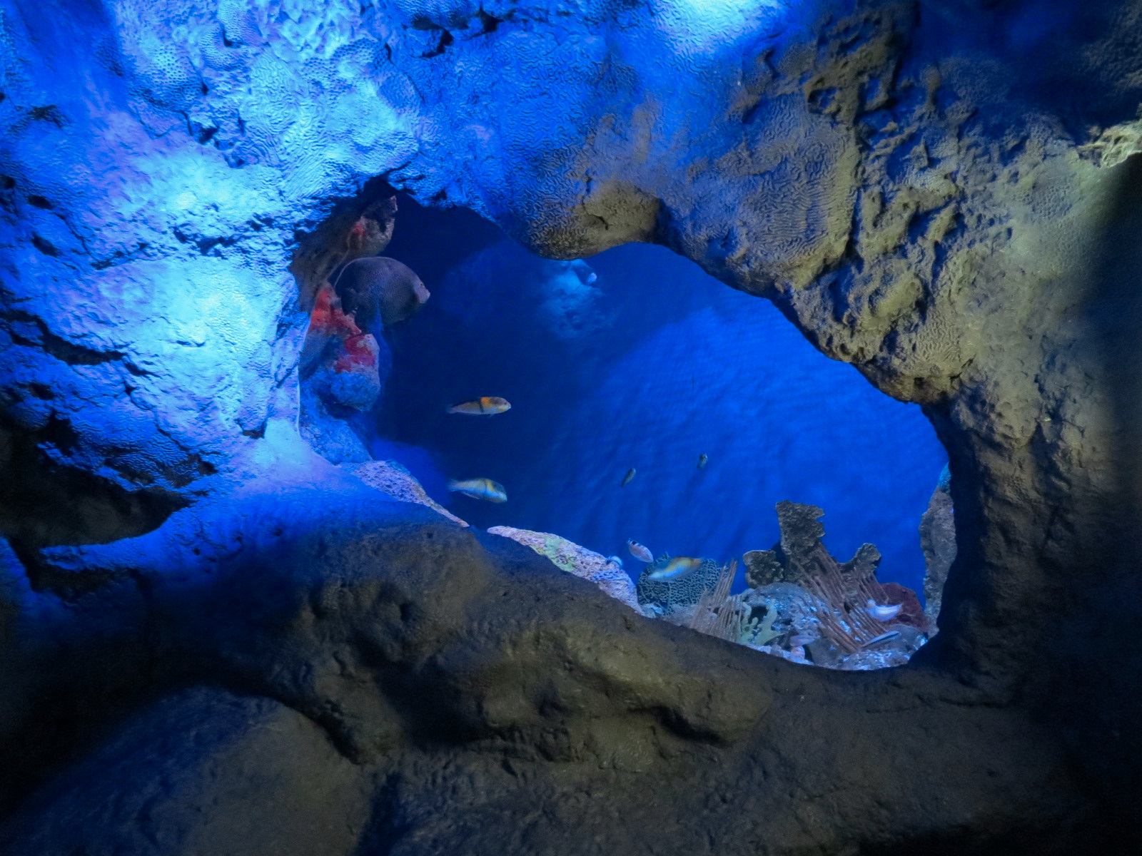 Coral Reefs - Coral Caves Exhibits