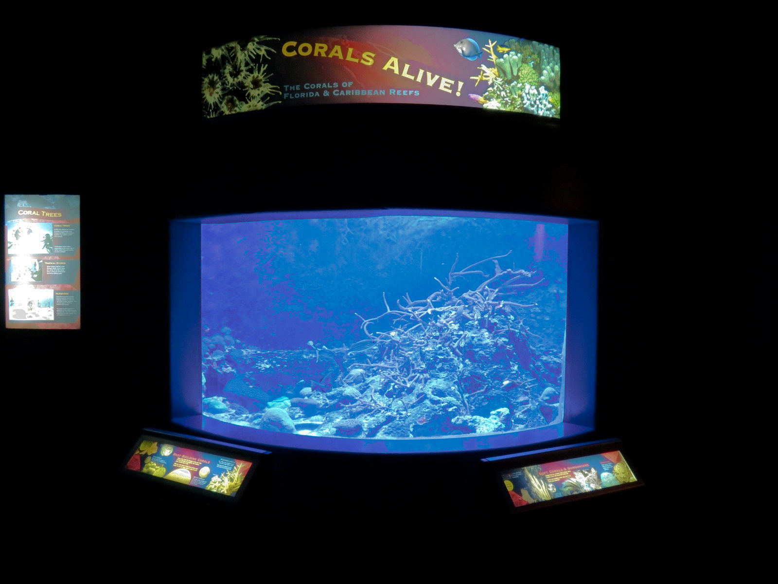 Coral Reefs - Corals Exhibit
