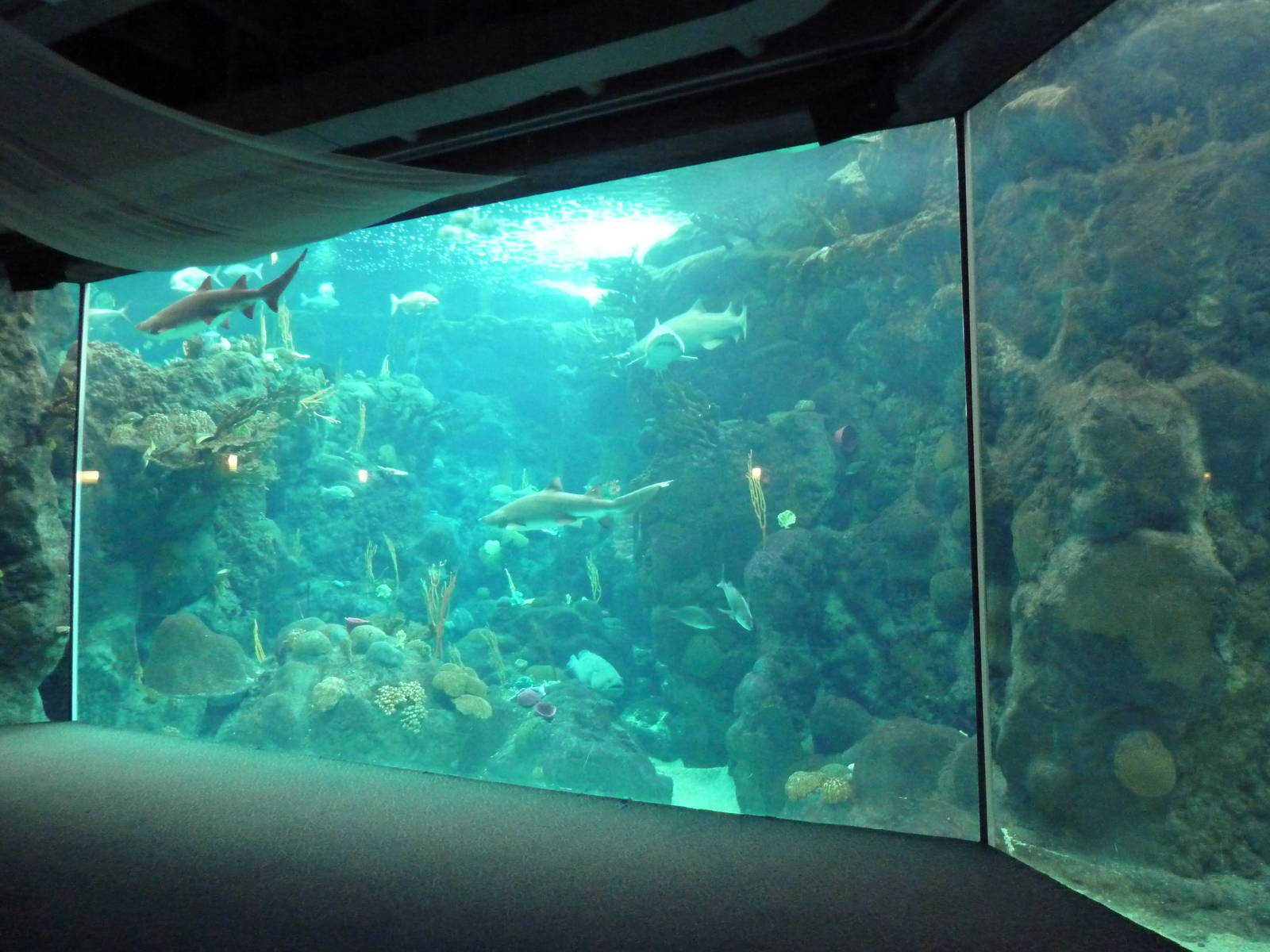 Coral Reefs Gallery - 500,000 Gallon Tank