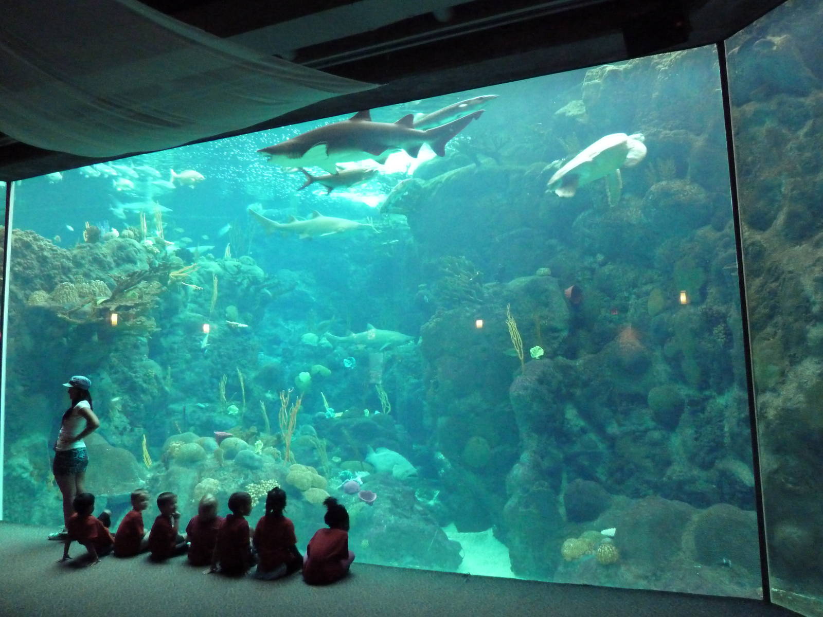 Coral Reefs Gallery - 500,000 Gallon Tank