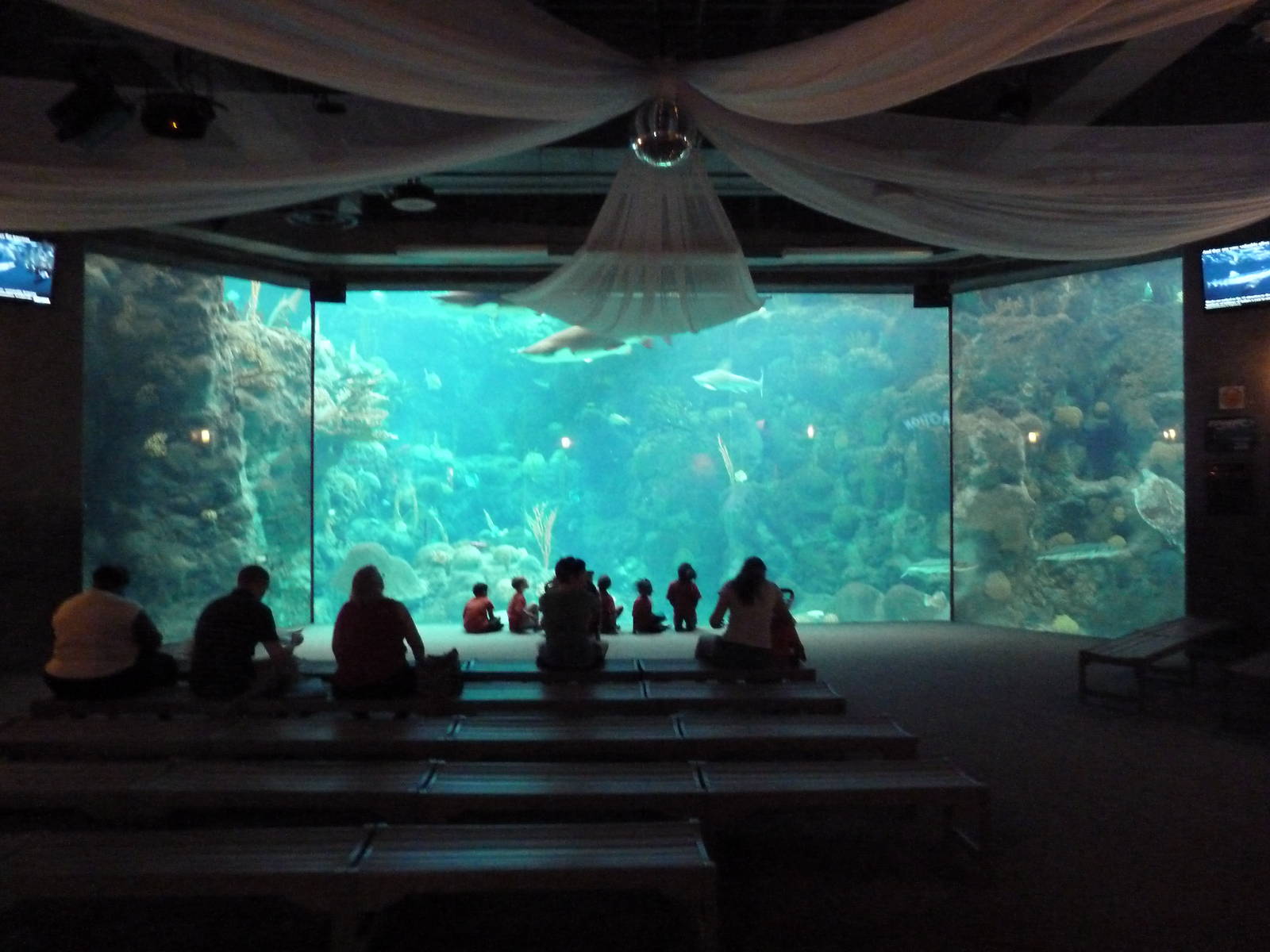 Coral Reefs Gallery - 500,000 Gallon Tank