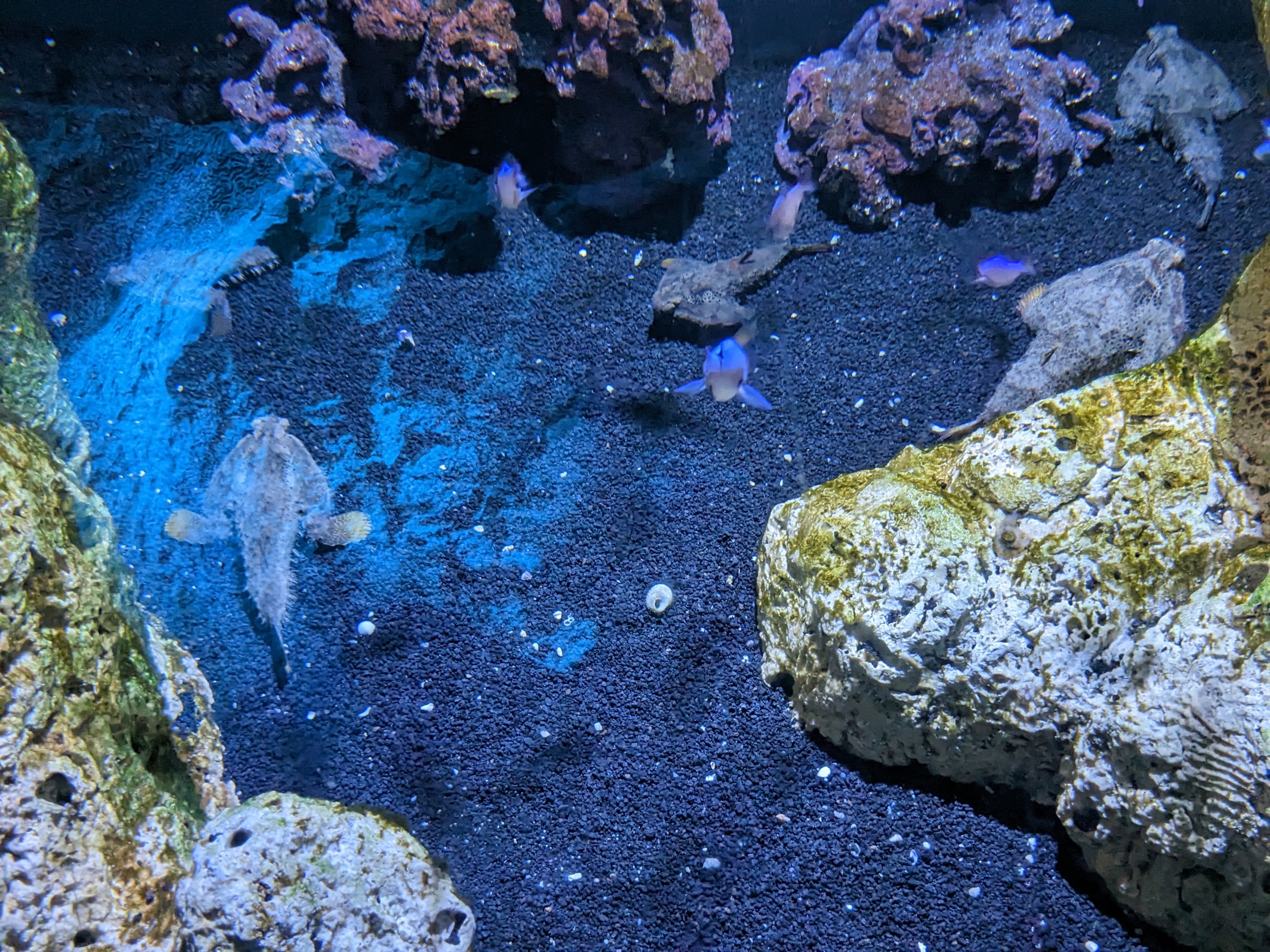 Coral reefs - polka-dot batfish