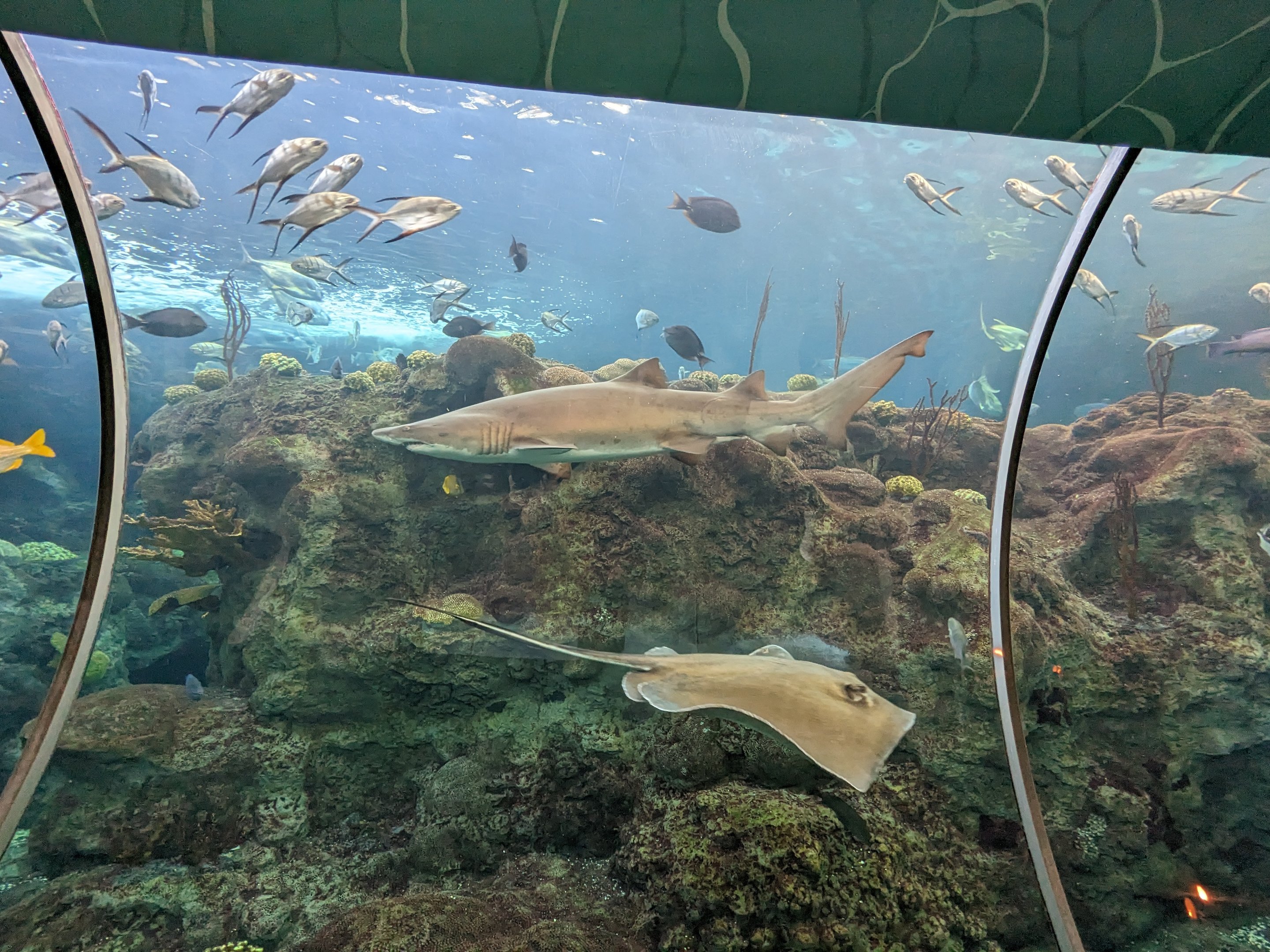 Coral Reefs - sand tiger shark and southern ray