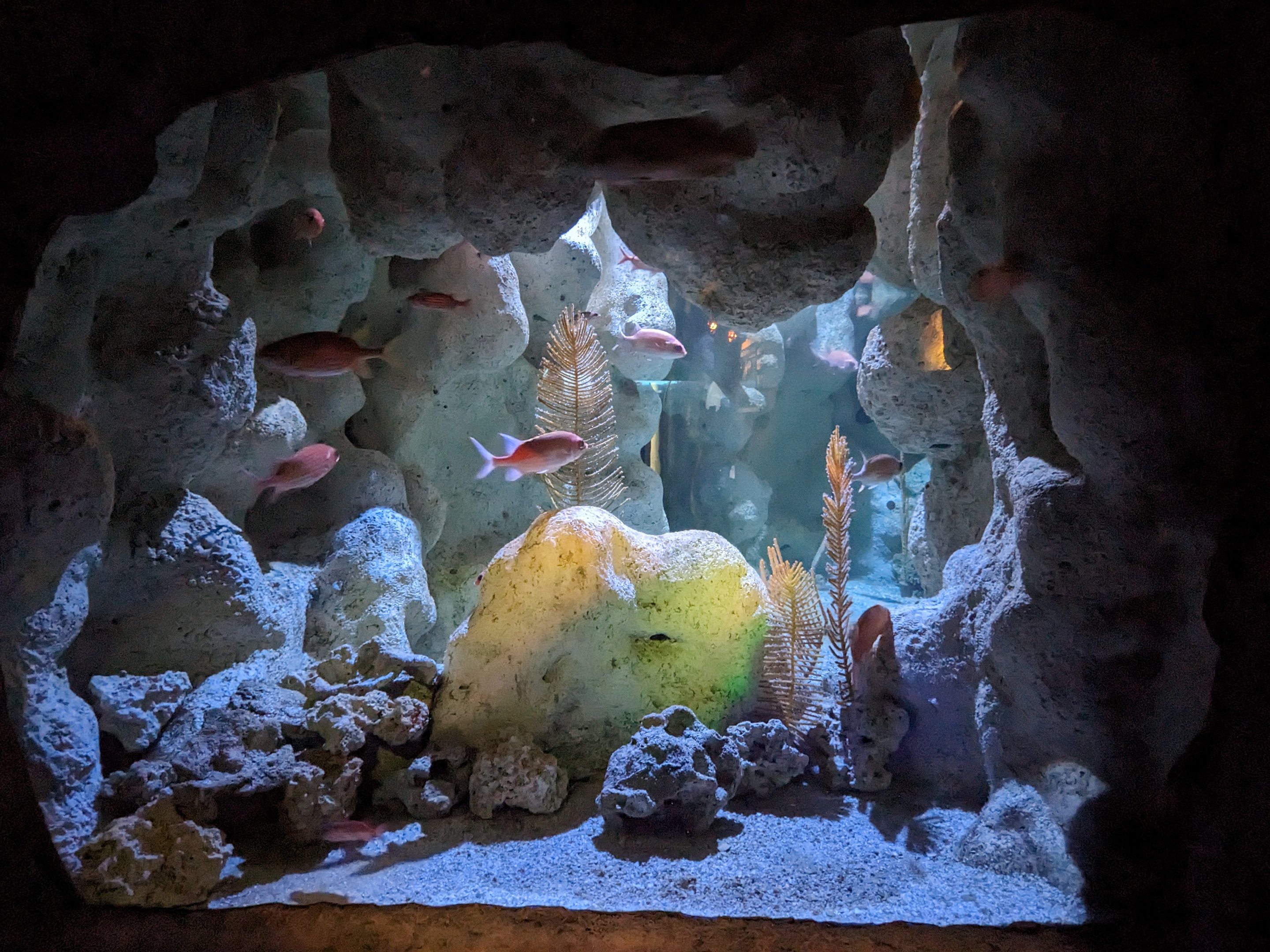 Coral Reefs - squirrel fish