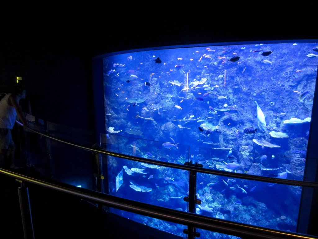 Coral Reefwall - top viewing