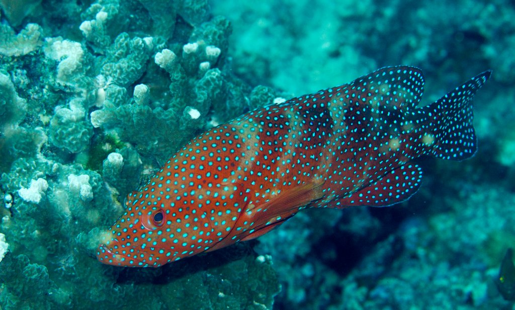 Coral Rockcod