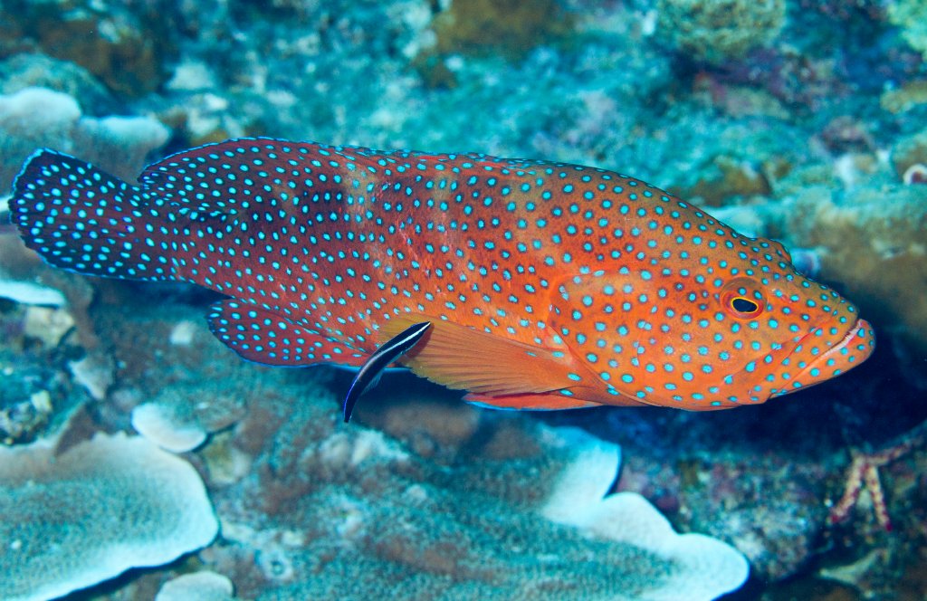 Coral Rockcod