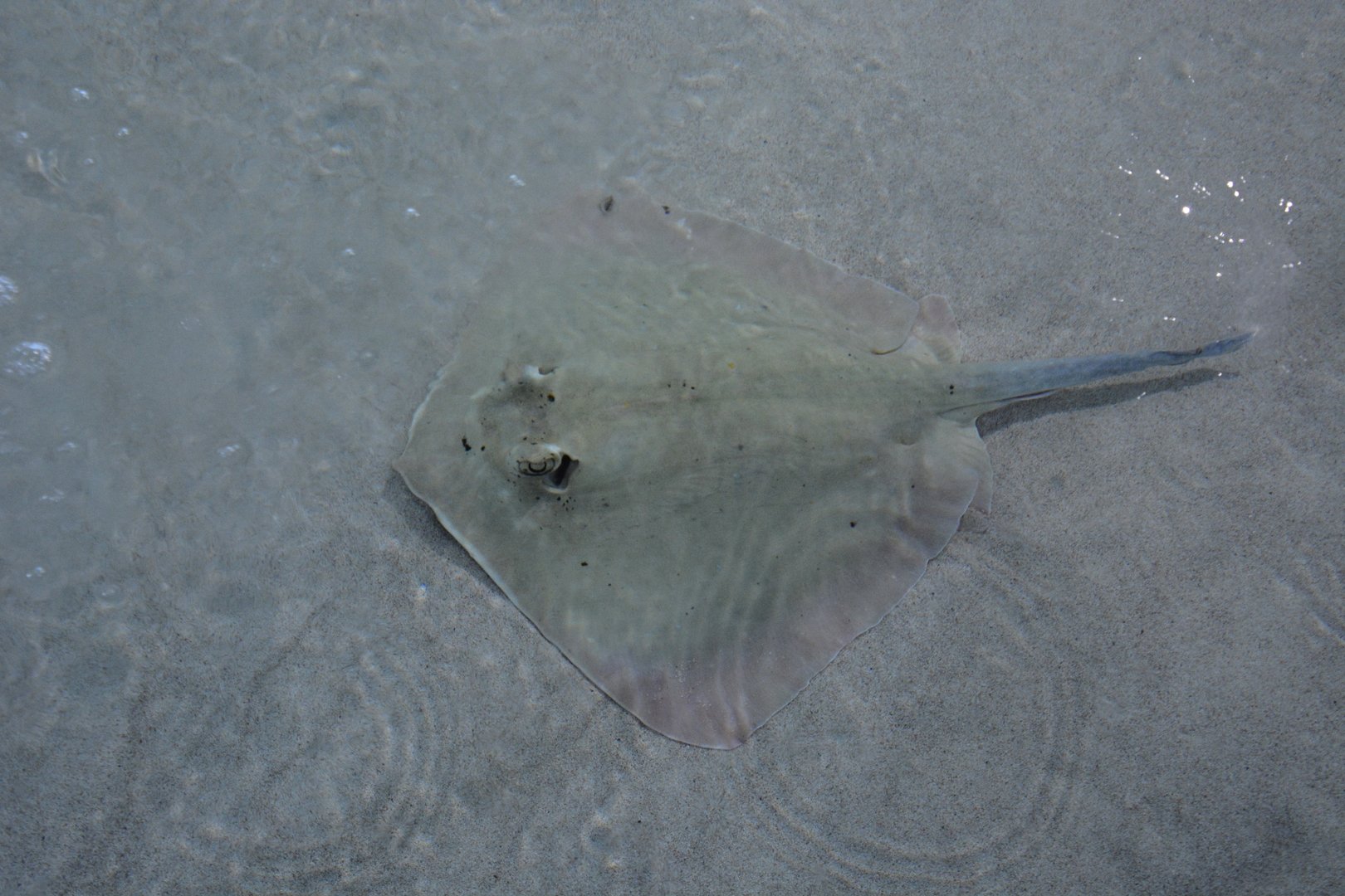 Coral Sea maskray (Neotrygon trigonoides)