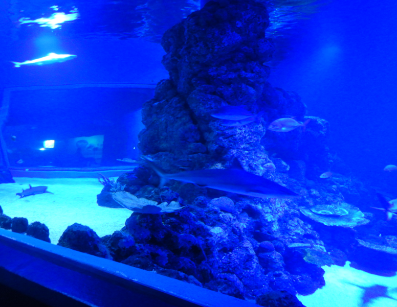 Coral Sea Oceanarium seen from tunnel