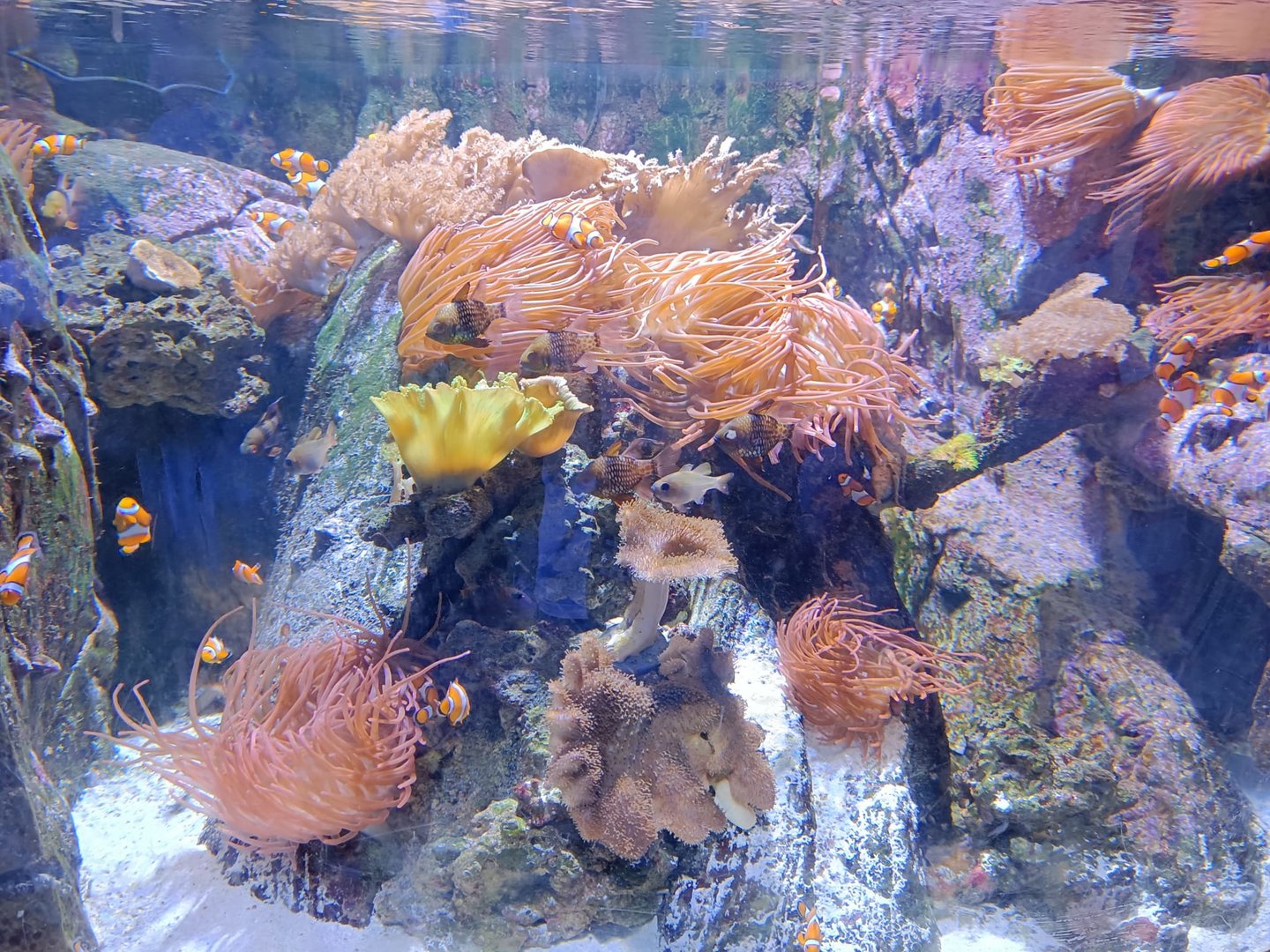 Coral Sea tank