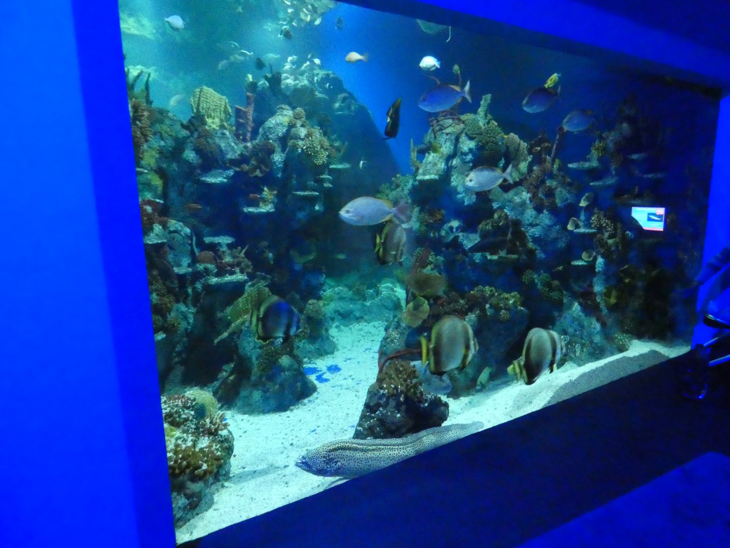 Coral Seas exhibit