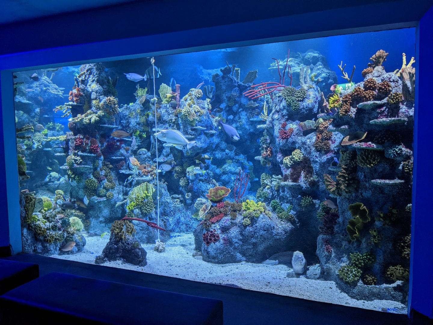 Coral Seas Exhibit